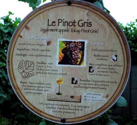 Pour mieux connatre les vins d'alsace: Le pinot Gris