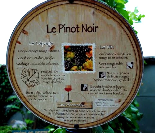 Pour mieux connatre les vins d'alsace: Le pinot Noir