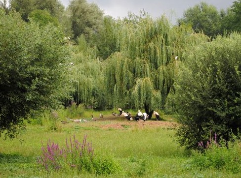 Cigognes en libert au parc d'Hunawihr