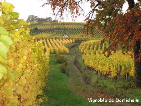 Le vignoble de Dorlisheim en automne - Photo G.GUYOT